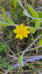 Osteospermum pyrifolium