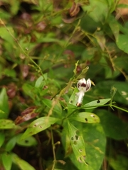 Andrographis paniculata