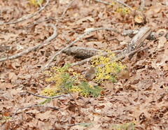 Malurus cyaneus