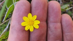 Osteospermum pyrifolium