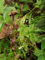Andrographis paniculata