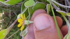 Osteospermum pyrifolium