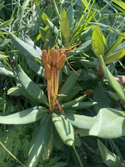 Rhododendron