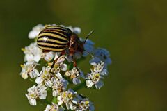 Leptinotarsa decemlineata