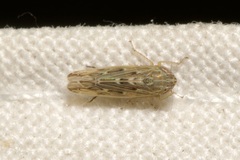 Psammotettix alienus