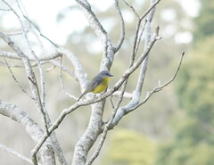 Eopsaltria australis