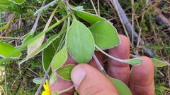 Osteospermum pyrifolium