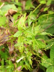 Andrographis paniculata