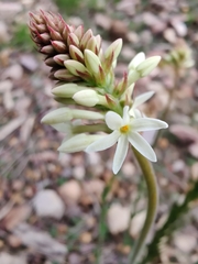 Stackhousia