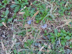 Cichorium intybus