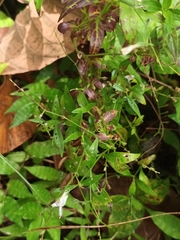 Andrographis paniculata