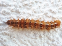 Acronicta rumicis