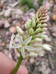 Stackhousia