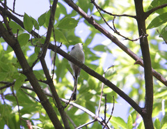 Aegithalos caudatus