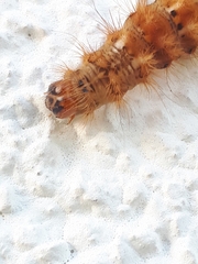 Acronicta rumicis