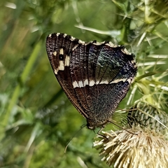 Aulocera padma