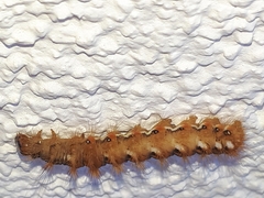 Acronicta rumicis