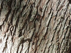 Crematogaster scutellaris