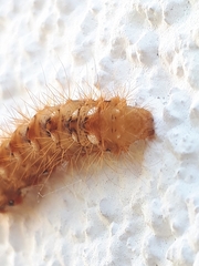 Acronicta rumicis