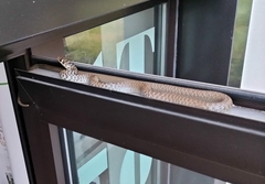 Hierophis viridiflavus carbonarius
