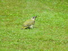 Picus viridis