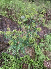 Arracacia