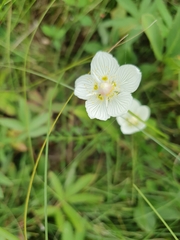 Parnassia palustris