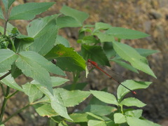 Pseudagrion pilidorsum