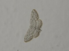 Idaea seriata