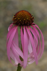Echinacea simulata