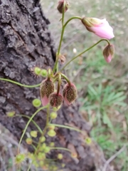Drosera macrantha