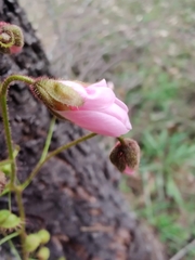 Drosera macrantha