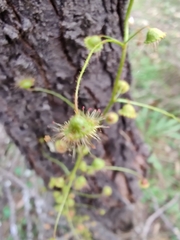Drosera macrantha