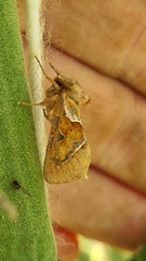 Triodia sylvina