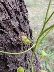 Drosera macrantha