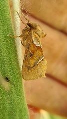 Triodia sylvina