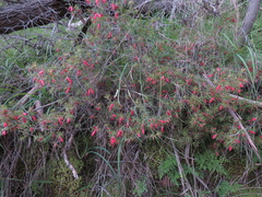 Stenanthera conostephioides