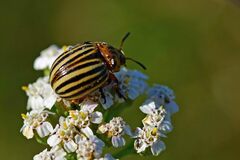 Leptinotarsa decemlineata