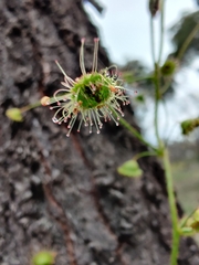 Drosera macrantha