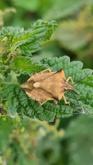 Carpocoris fuscispinus