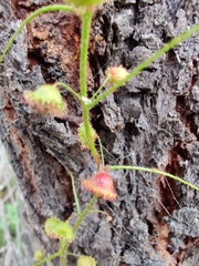 Drosera macrantha