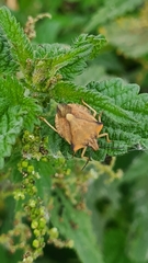 Carpocoris fuscispinus