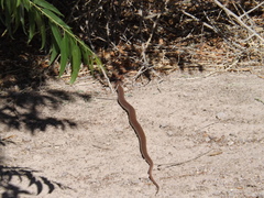 Masticophis flagellum piceus