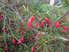 Stenanthera conostephioides