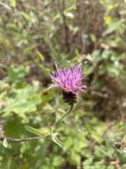 Centaurea