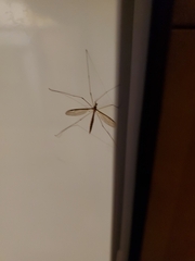 Tipula