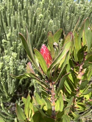 Protea obtusifolia