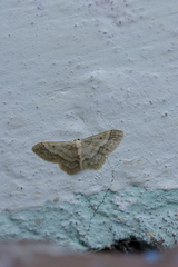 Idaea biselata