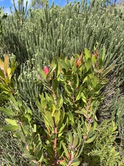 Protea obtusifolia