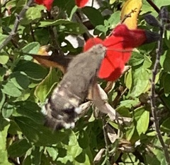 Macroglossum stellatarum